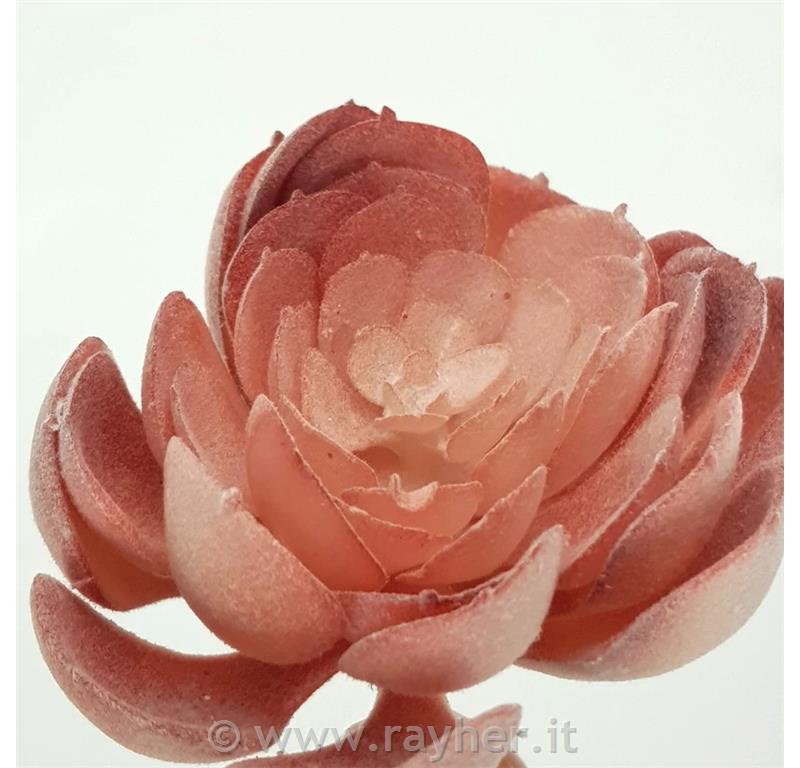 Dekorativno zelenje, rdeči netresk odprt