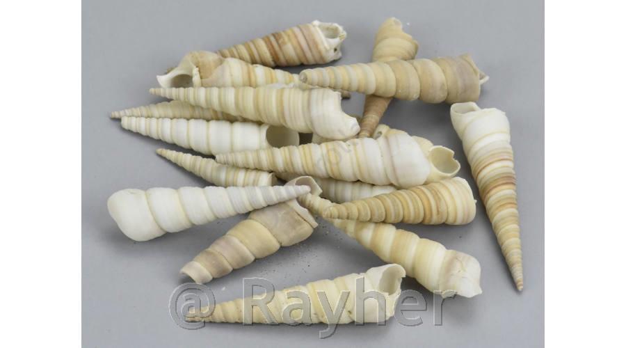 Conchiglie 5-7cm, 10dkg