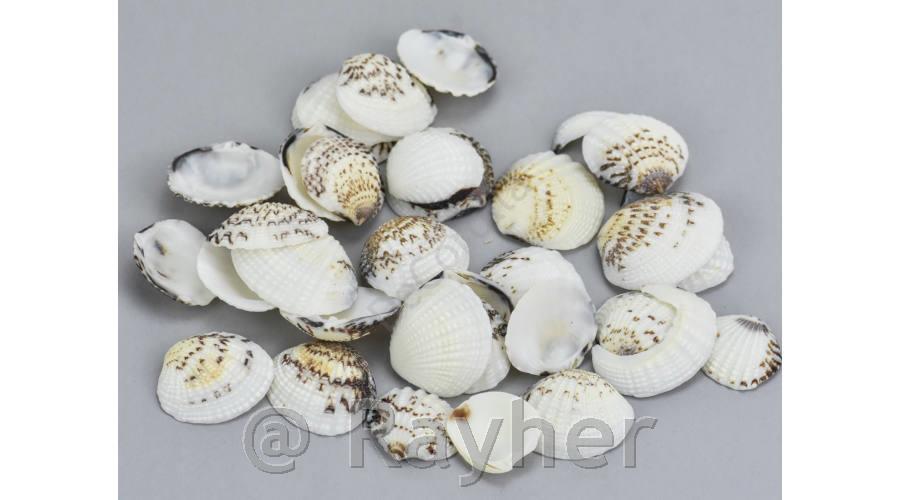 Shells 2-3cm, 10dkg