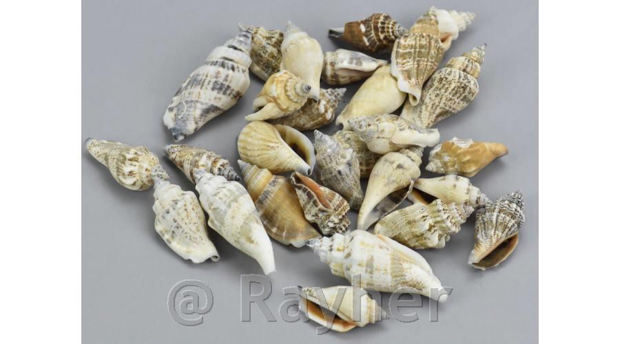 Conchiglie 4-6cm, 10dkg