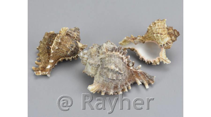 Shells 6-10cm, 3 pz