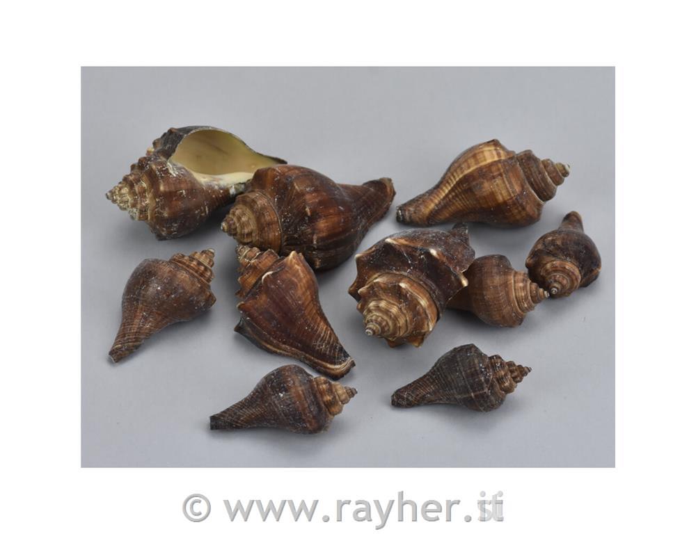 Conchiglie 4,5-7cm, 10dkg