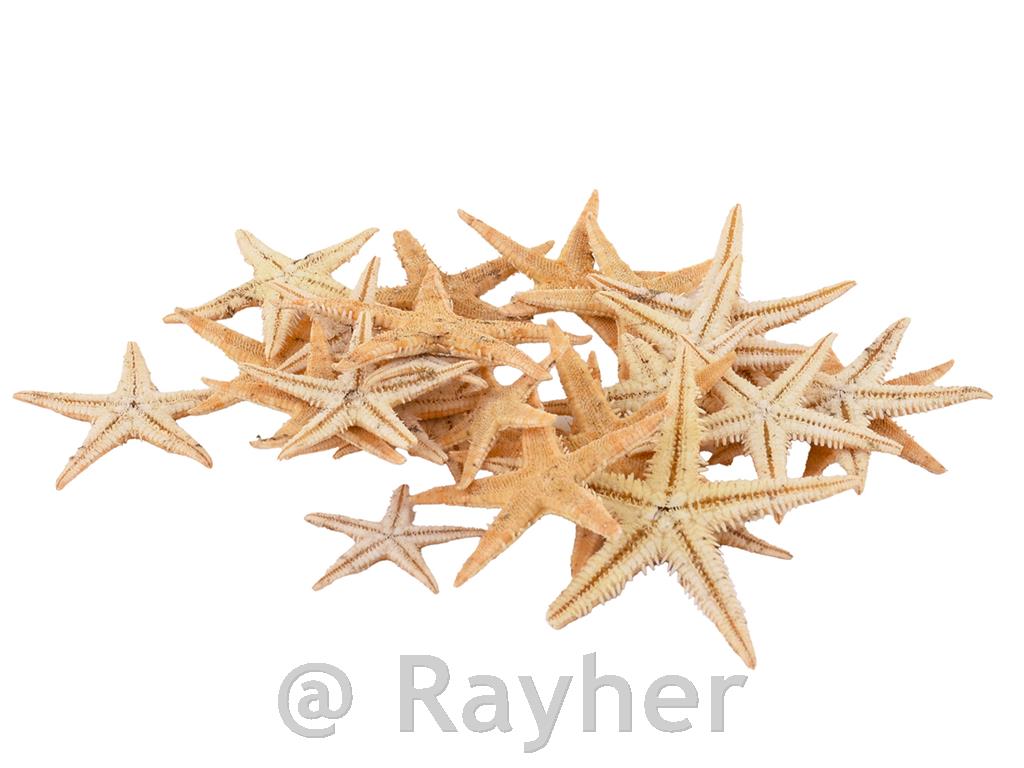 Stelle marine, 3,8-5 cm, 50 pezzi