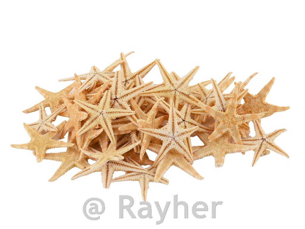 Stelle marine, 2-2,5cm