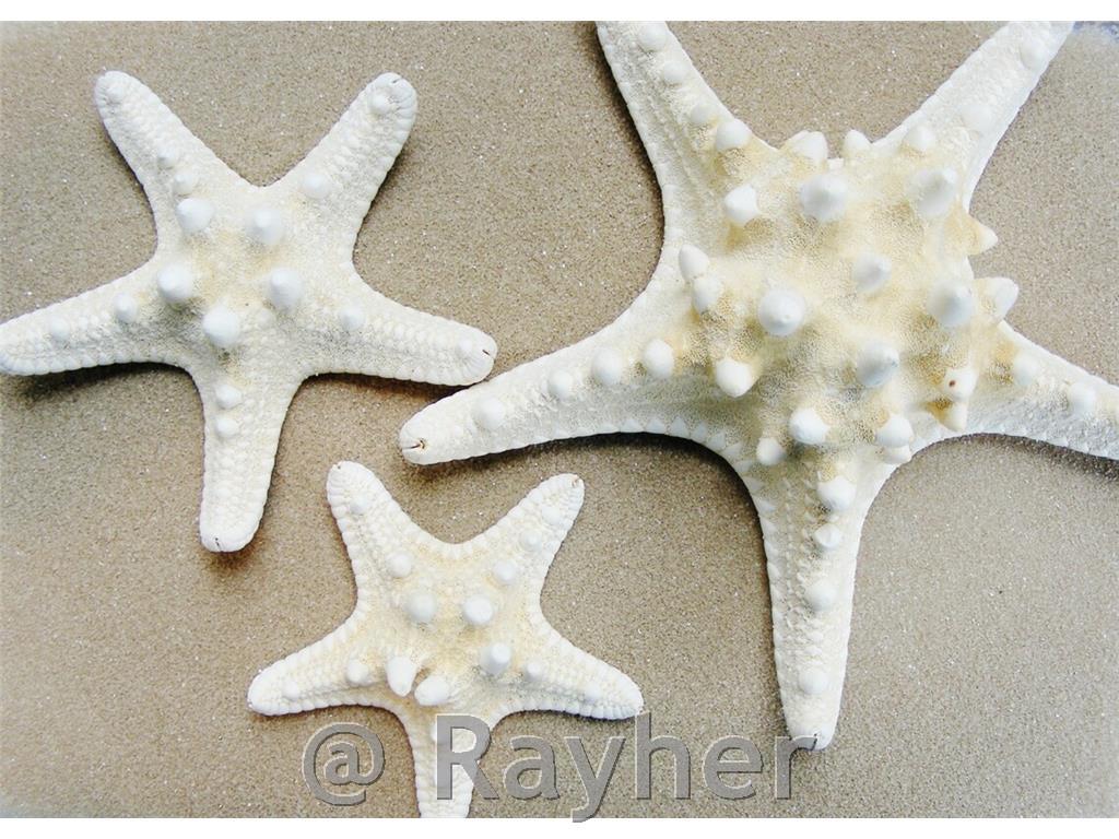 Stelle marine, set da 3