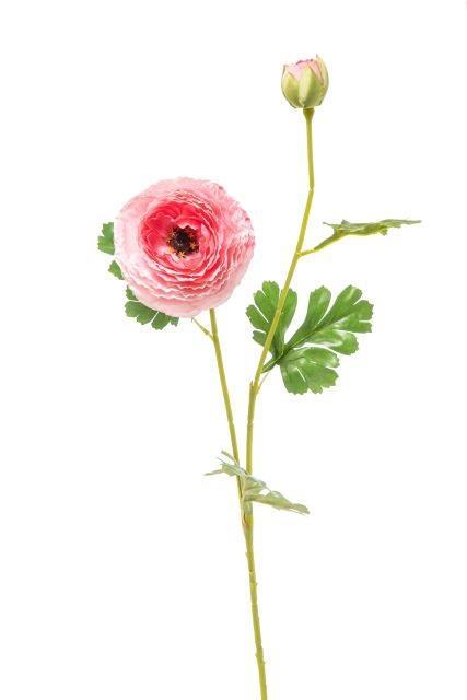 Ranuncolo rosa, 75cm