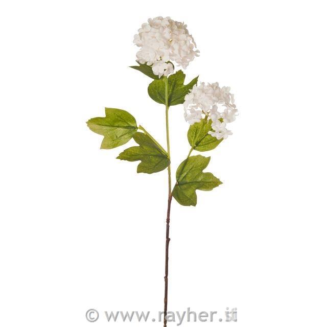 ortensia con due fiori, bianca