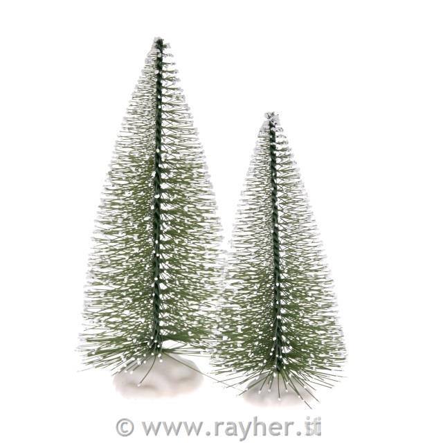 Cipresso, 10,12cm, set 2