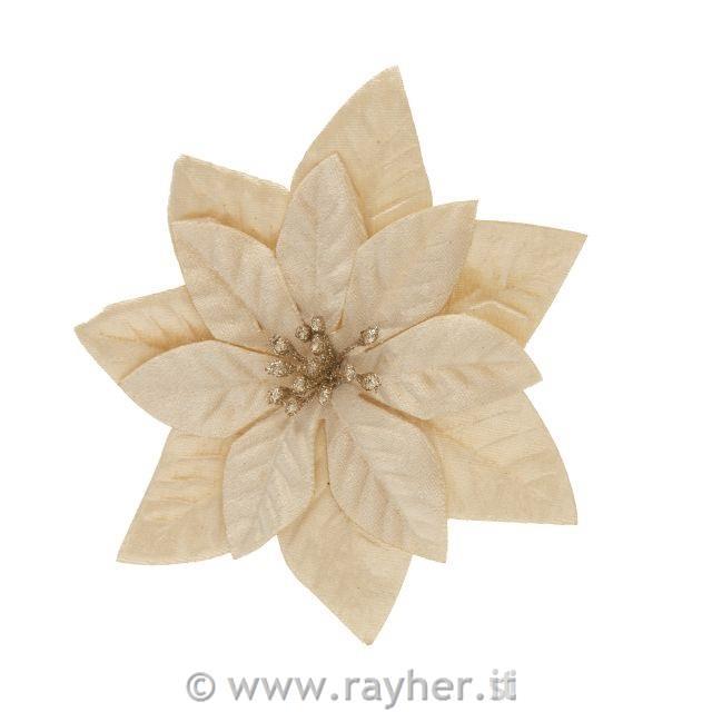 Žametni cvet božične zvezde, 16cm, šampanj.zlat