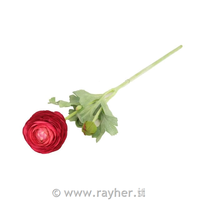 Ranunkula, bordo rdeča, 51cm