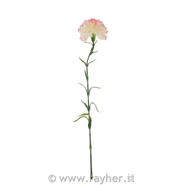 Garofano, crema con bordo rosa, 69 cm.