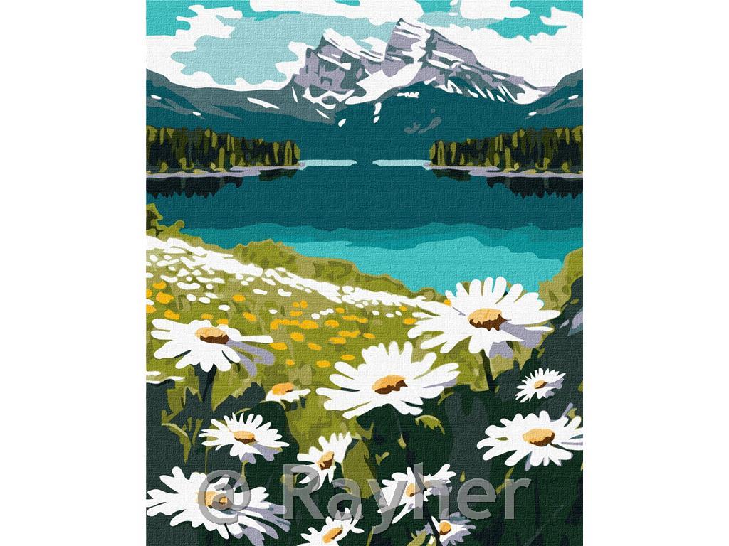 Dipingere con i numeri, Blooming daisies, 40x50 cm