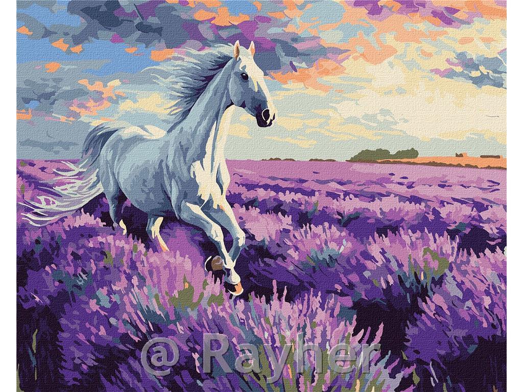Dipingere con i numeri, In the lavenderfields, 40x50 cm