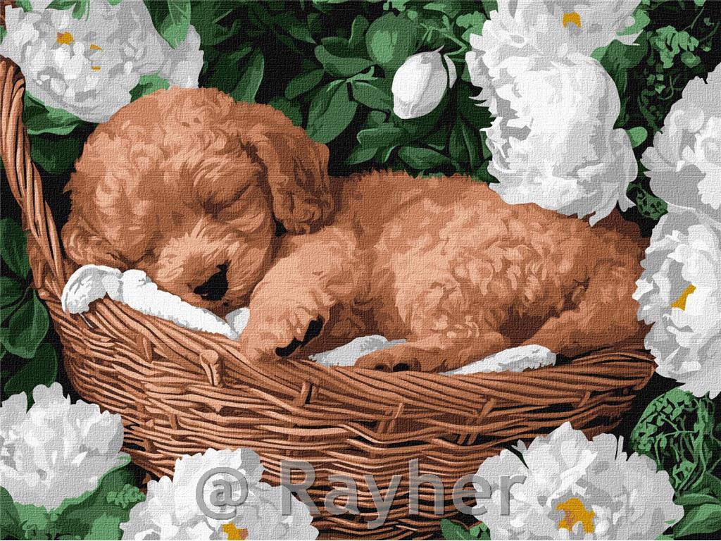Dipingere con i numeri, A sleeping poodle, 30x40 cm