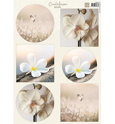 Immagini Decoupage: Condoleance - Orchid