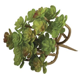 Succulente "Sedum"9,5x8cm