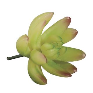 Succulente "Echeveria" verde chiaro5,5x3,5cm