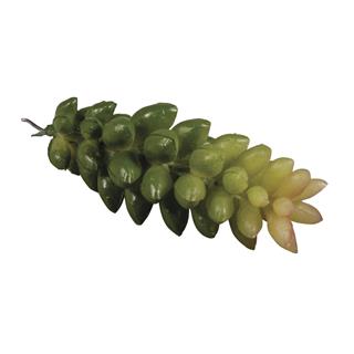 Succulente mini "Crassula"2,5x6,5cm