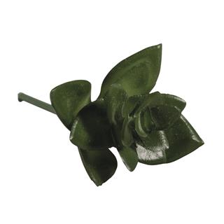 Succulente mini "Haworthia"5x3,5cm