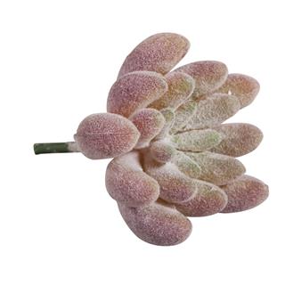 Succulente mini "Echeveria"4x2,5cm