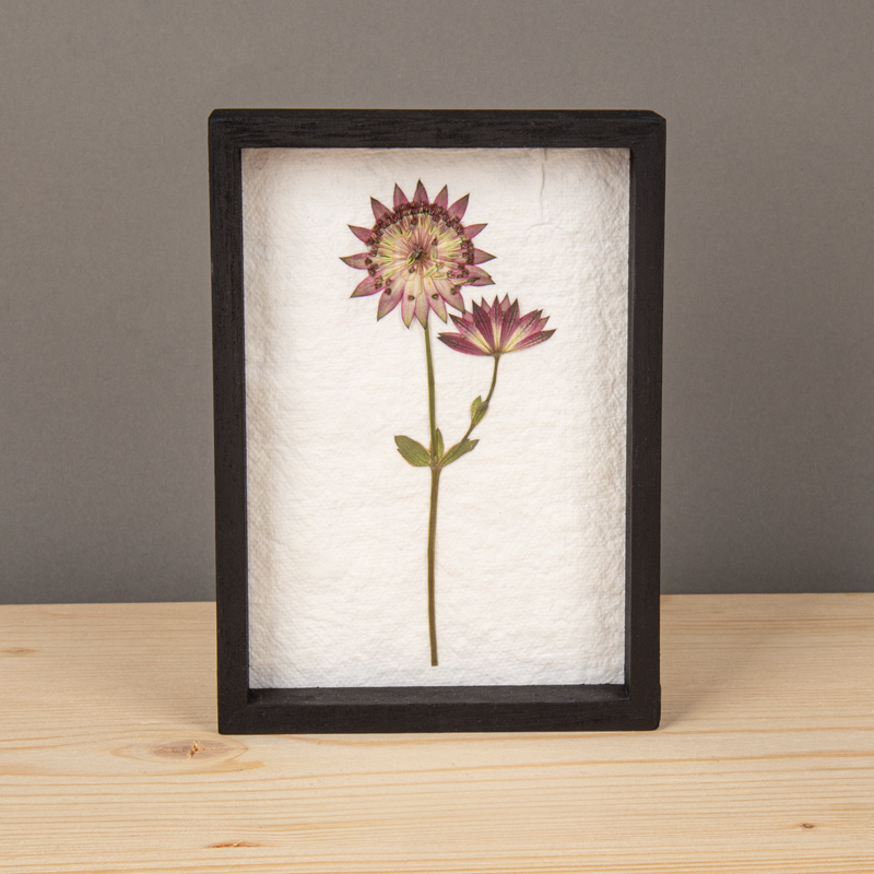 POSUŠENI CVETOVI V OKVIRJU